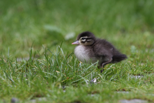 Brautenten-Küken im Gras | © Dr. Christoph Moning