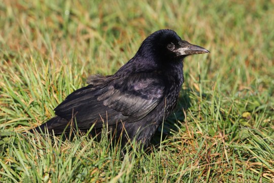 Saatkrähe sitzt im Gras | © Zdenek Tunka