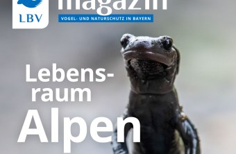 Ein Salamander sitzt auf einem Felsen, hervorgehoben auf dem Cover des LBV-Magazins über Artenschutz in den Alpen.
