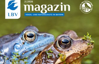 Zwei Frösche schwimmen in einem Moor, das als wichtiger Lebensraum für den LBV in Bayern hervorgehoben wird.