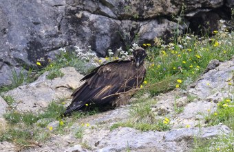 Dagmar mit Zweig | © Markus Leitner