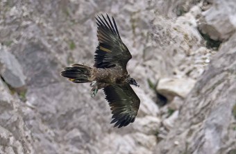 Dagmar ist im Flug von unten zu sehen, sie lässt ihre Krallen hängen. | © Markus Leitner