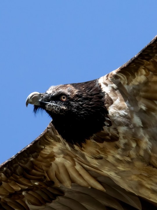 Dagmar Portrait |© Luca Buehler