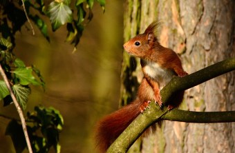 Eichhörnchen auf einem Ast | © A. Schäfer