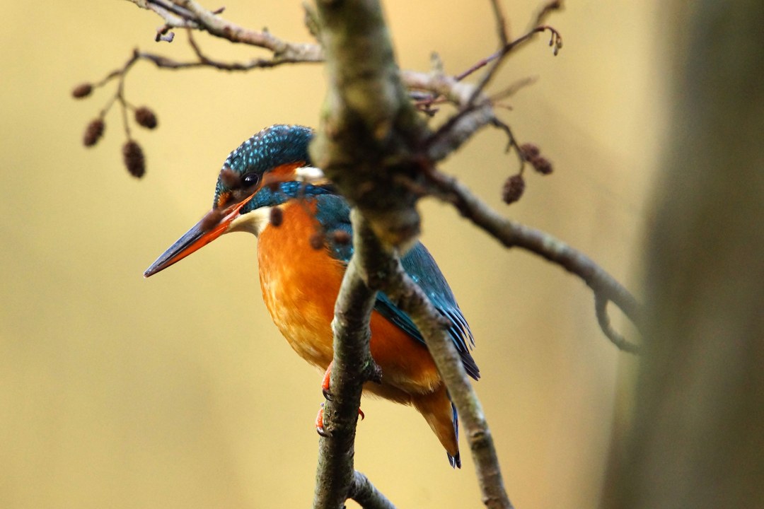 Eisvogel hinter einem Ast | © Kurt Metz