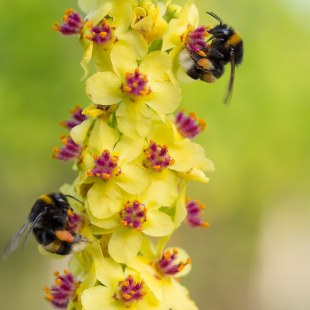 Erdhummel | ©  Karin Mengele