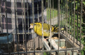 Erlenzeisig | © CABS