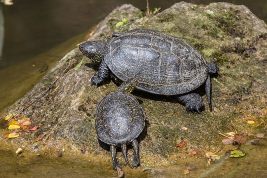 Europäische Sumpfschildkröte |© Andreas Hartl