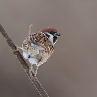 Feldsperling sitzt auf einem Ast | © Mark Kumke