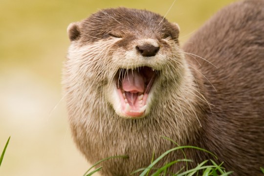 Fischotter gähnt | © Fotolia