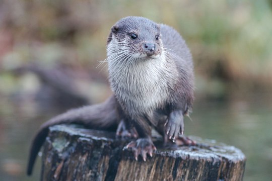 Fischotter steht auf einem nassen Stamm | © Dr. Andreas von Lindeiner