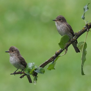 Fliegenschnäpper auf einem Ast | © Ludwig Holl