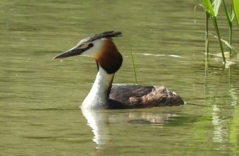 Haubentaucher im Wasser | © Florian Zauner