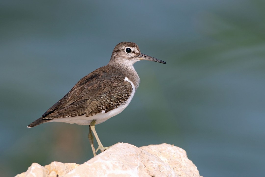 Ein Flussuferläufer steht auf einem Stein. Er ist im Profil zu sehen. | © Frank Derer