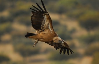 Gänsegeier im Flug | © Henning Werth