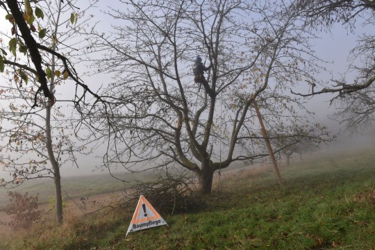 Pflegemaßnahmen am Streuobstbaum | © Olena Pfister