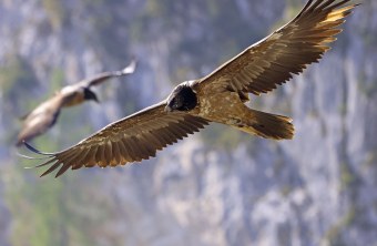 Bavaria im Flug, Wally hinten | © Markus Leitner LBV