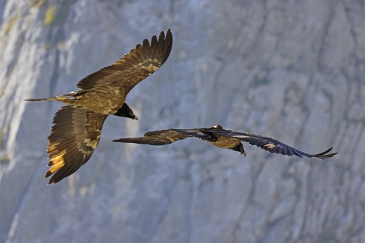 Bavaria folgt Wally | © Markus Leitner LBV