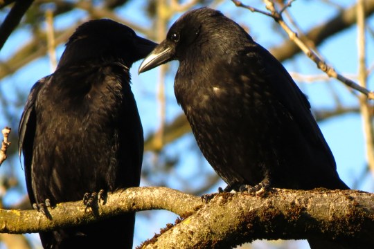 Rabenkrähenpaar auf einem Baum | © Gabi Maier