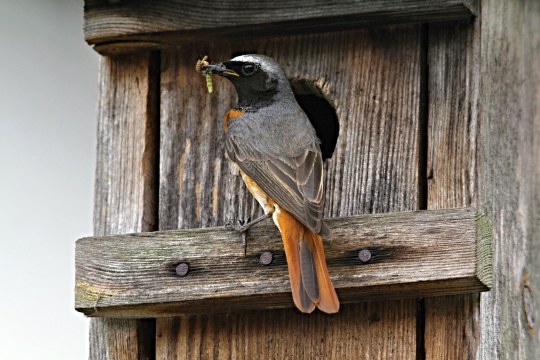 Gartenrotschwanz | © Helmut Will