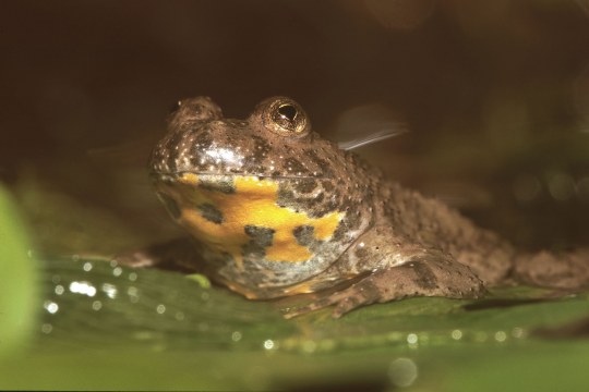 Gelbbauchunke sitzt im Wasser | © Andreas Hartl