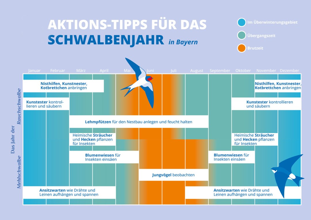 Diagramm mit Tipps für das Schwalbenjahr in Bayern, erstellt vom LBV, zeigt Aktivitäten für alle Monate | © LBV/Kimberly Schulz