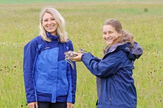 Brachvogel bei der Besenderung © V. Auernhammer