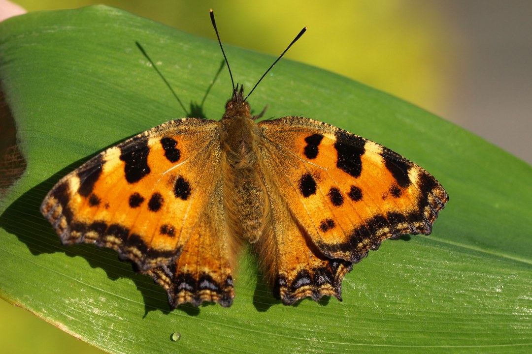 Großer Fuchs auf einem Blatt, er hat orange-gelbe Flügel mit schwarzen Flecken auf den Flügeln | © Petra Altrichter