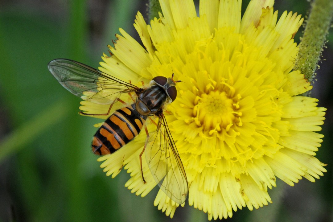 Hainschwebfliege auf einer gelben großen Blume, dem Habichtskraut | © Dr. Eberhard Pfeuffer