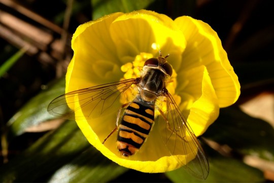 Hainschwebfliege auf Winterling | © Dr. Eberhard Pfeuffer