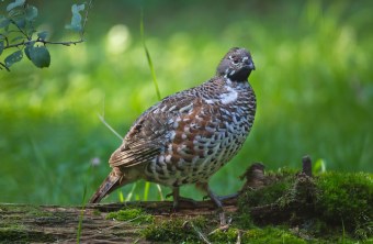 Haselhuhn auf einem umgefallenen Baumstamm | © Marcus Bosch