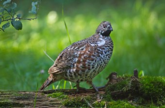 Haselhuhn auf einem umgefallenen Baumstamm | © Marcus Bosch