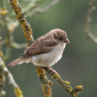 Haussperling-Jungvogel auf einem Ast | © Ludwig Holl