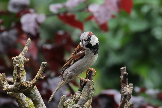 Haussperling auf einem Geäst | © Kirsten Gerhardt