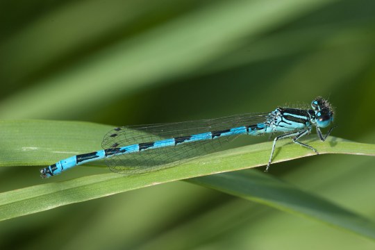 Blau-schwarze Libelle der Art Helm-Azurjungfer auf einem Grashalm | © Wolfgang Lorenz