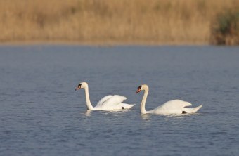 Zwei Hökerschwäne auf dem Wasser | © Marcus Bosch