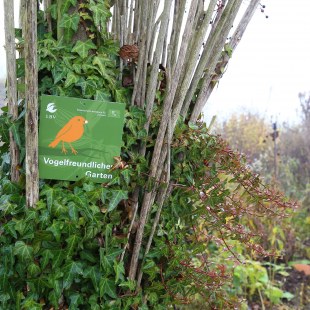 Die Plakette "Vogelfreundlicher Garten" befestigt an einem mit Efeu überwachsenen Busch | © Carola Bria