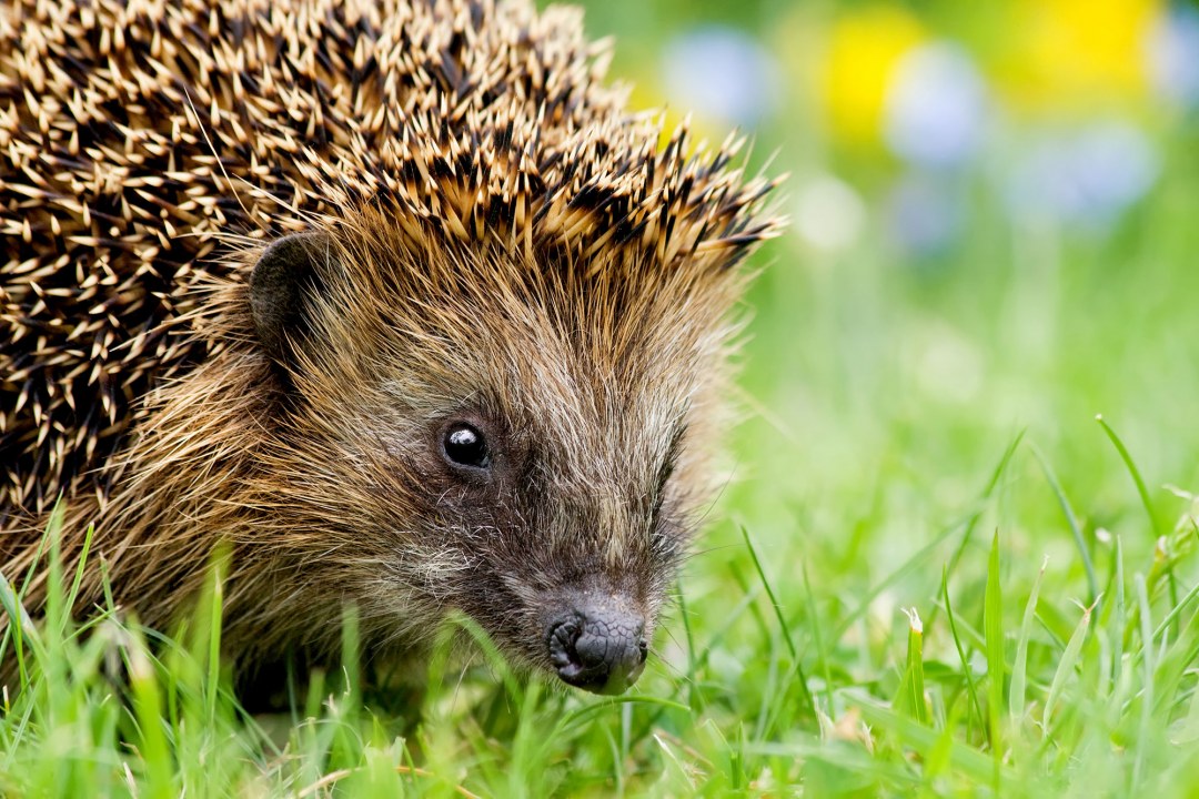 Igel im Gras | © Andreas Giessler