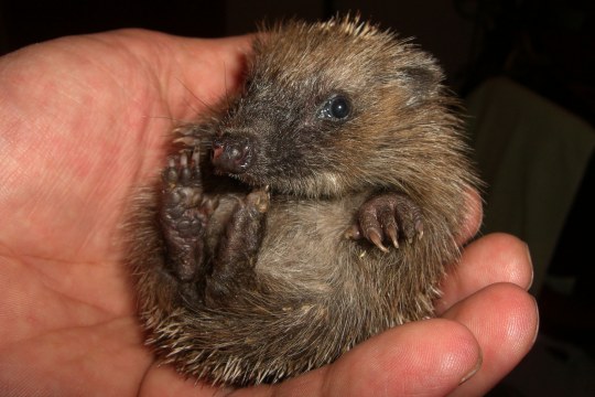 Igelkind in menschlicher Hand, fast zusammengerollt | © T. Grünig