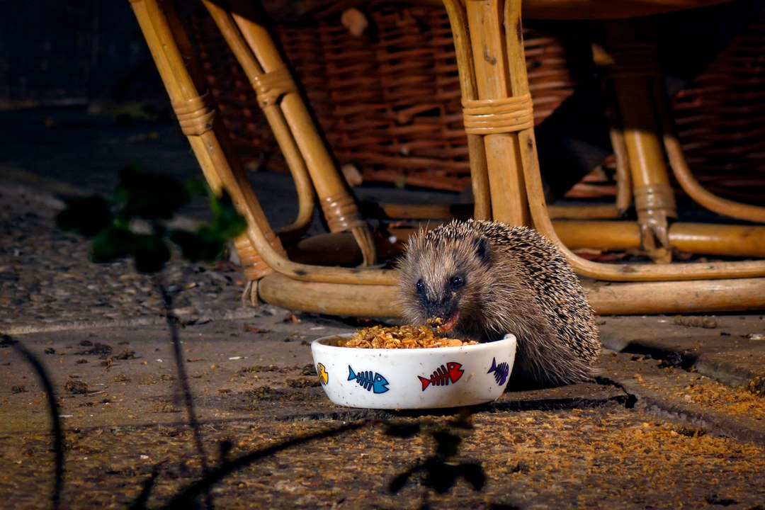 Igel frisst aus Napf | © Sushi