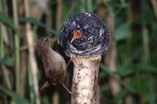 Kuckuck sitzt auf einem Baumstamm und hat den Schnabel geöffnet. Zaunkönig steht davor | © H. Lutschak
