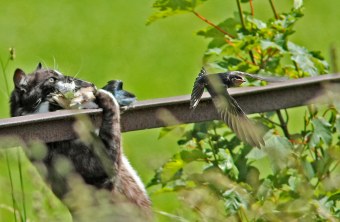Katze erbeutet an einem Zaun eine junge Schwalbe. Eine andere konnte sich gerade retten und fliegt davon. | © Nadine Wolf