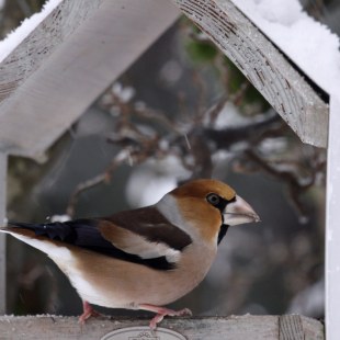 Kernbeißer | © Angela Maurer