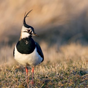 Kiebitz steht auf einem Feld, frontale Aufnahme | © Hans Clausen