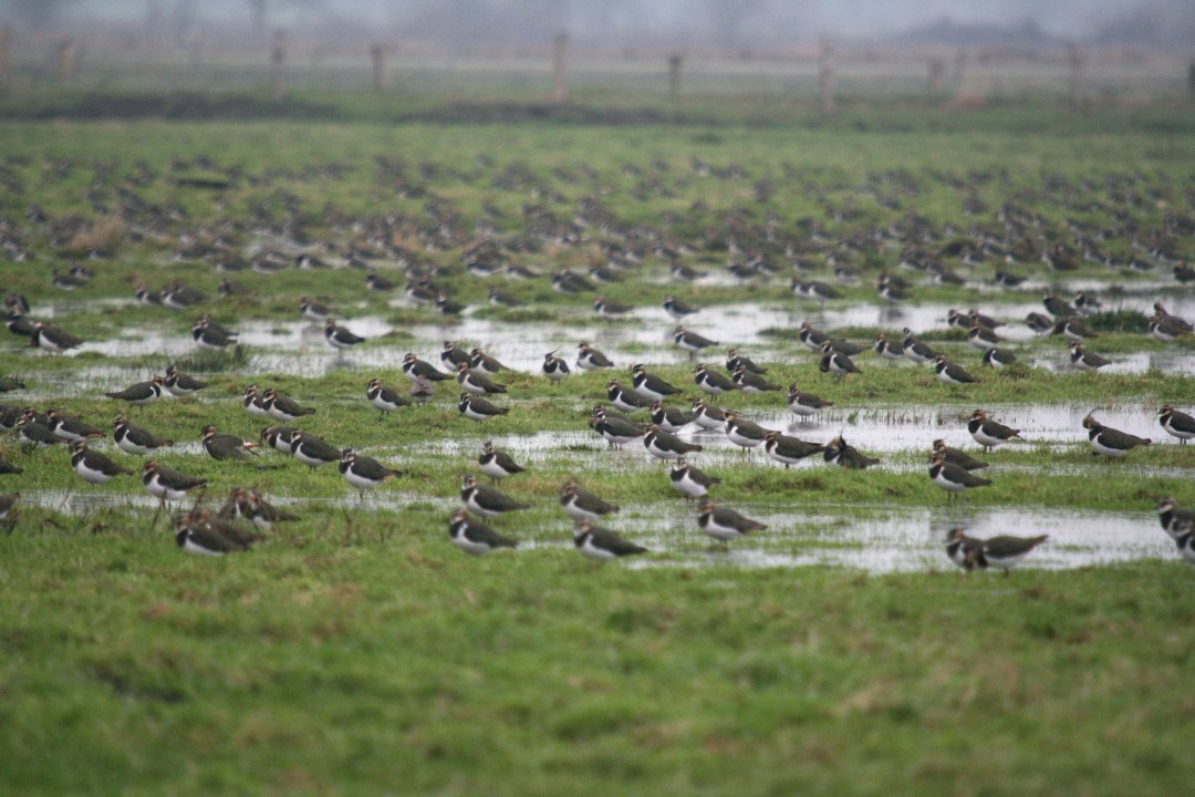 Kiebitzschwarm auf einer Wiese | © Dr. Christoph Moning