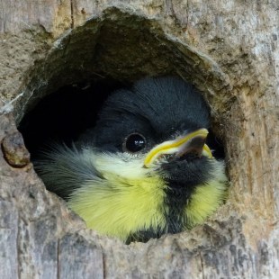 Junge Kohlmeise guckt aus einem Nistkasten heraus | © Maria Bauer