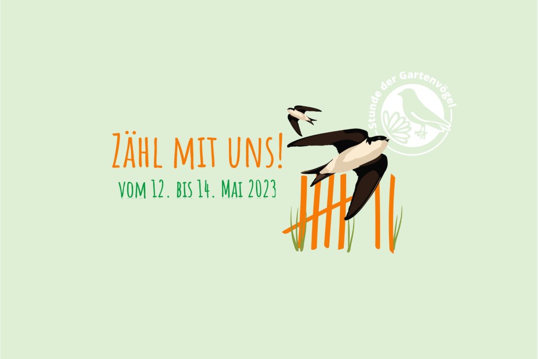 Grafik mit Schwalbe und Zählstrichen auf mintgrünem Hintergrund. | © LBV