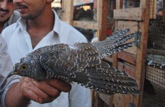 Gefangener Kuckuck in einer ägyptischen Hafenstadt | © J.-U. Heins/BR
