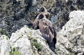 Generl und Luisa zusammen auf einem Felsen am 09.07.25 | © Hans Klein