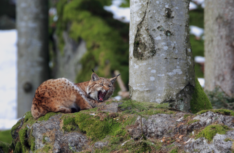 Luchs sitz auf moosigem Waldboden und gähnt | © Masur Stefan